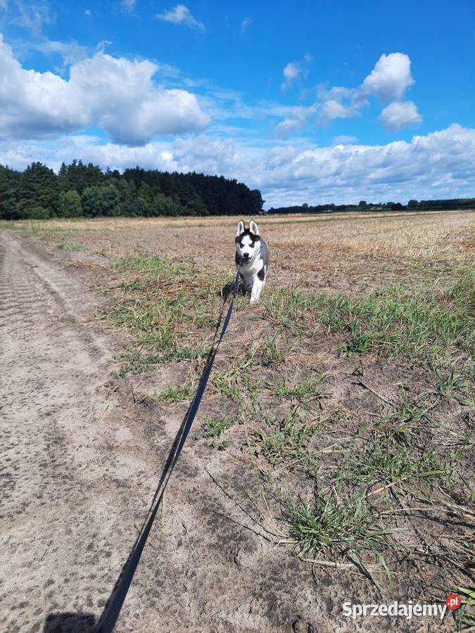 Syberian Husky Lututów