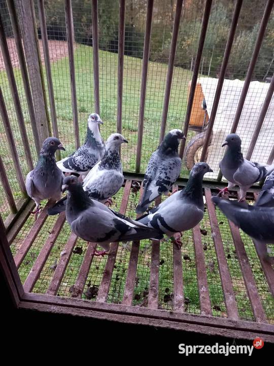 Gołębie pocztowe