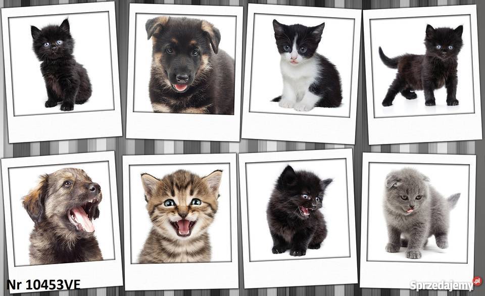 Tapeta fototapeta Pieski i kotki wielkopolskie Leszno