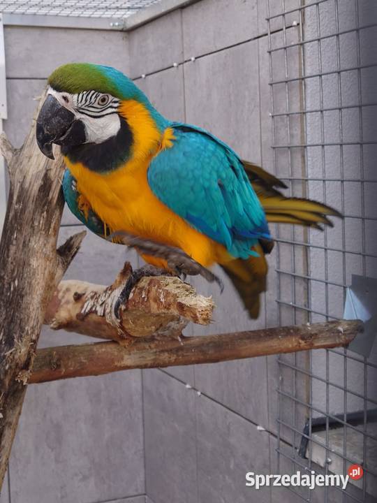 Ara ararauna Częstochowa