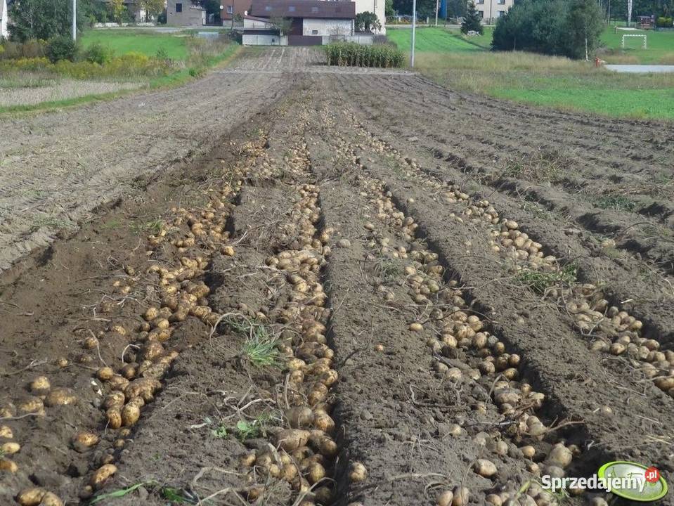Ziemniaki z uprawy ekologicznej Wysyłka w świętokrzyskie