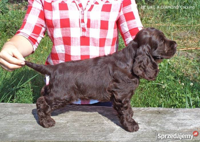 Cocker Spaniel Agielski rodowodowy piesek Radomsko
