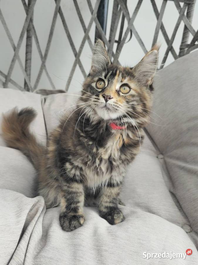 Maine coon gotowa do odbioru Szczecin