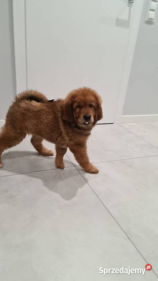 Mastif Tybetański szczenięta Gotowe do odbioru Łask