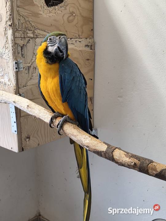 Ara ararauna Częstochowa