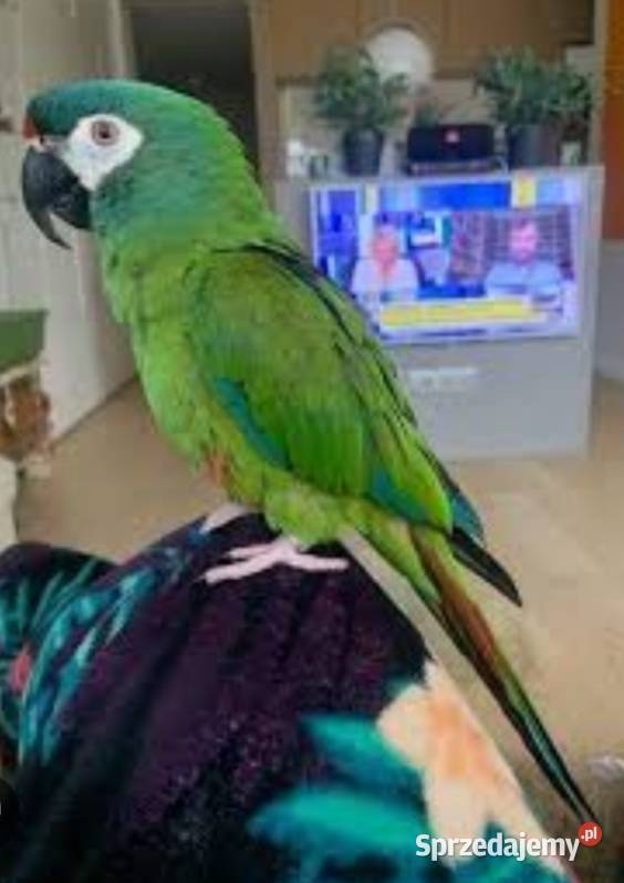 Papugi Ara Marakana Ptaki mazowieckie Warszawa sprzedam