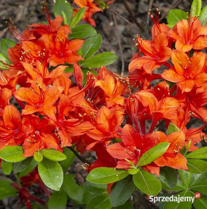 Azalia Wielkokwiatowa piękne kolory WIOSNĄ śląskie Knurów sprzedam
