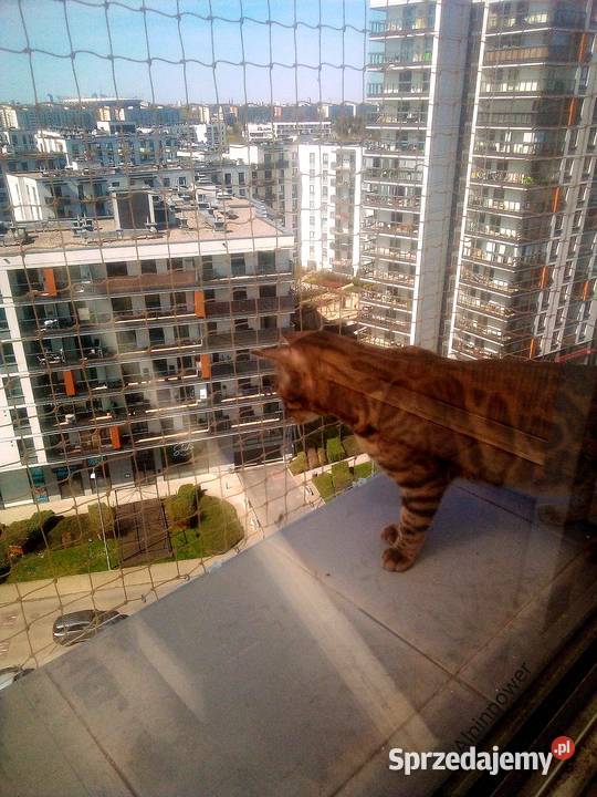 Siatki zabezpieczające balkon kota Warszawa