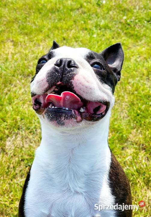 Reproduktor Boston Terrier Champion ZkwP FCI Kraków