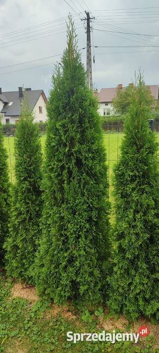 Tuje tuja Krościenko Wyżne sprzedam
