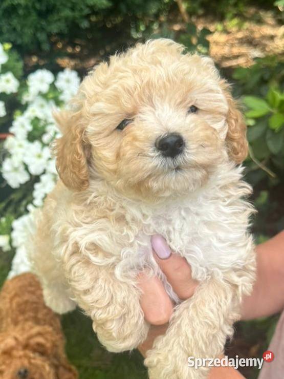 Maltipoo f1 Pozostałe