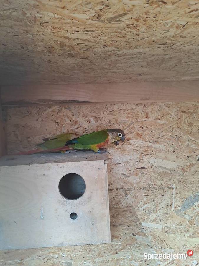 Rudosterki papugi śląskie Czernica