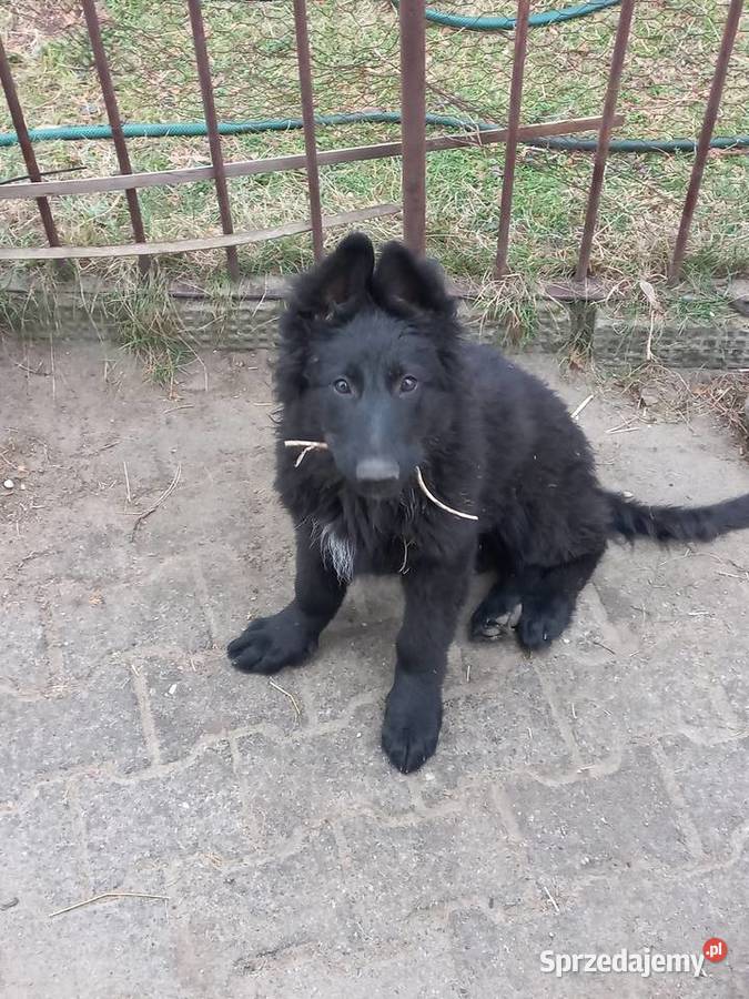 Owczarek staroniemiecki długowłosy Rzgów