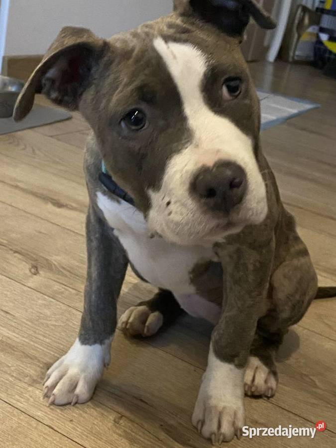 American Staffordshire Terrier Ostrów Wielkopolski sprzedam