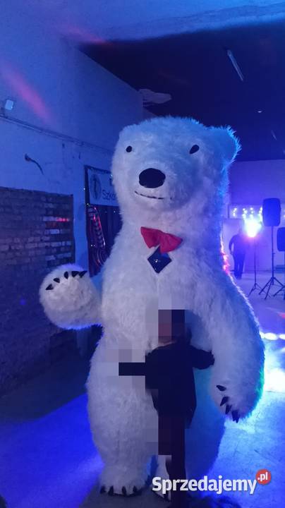 Biały miś Września