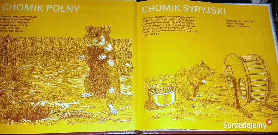 Chomicze lato z życia chomika polnego Helmut Chełm
