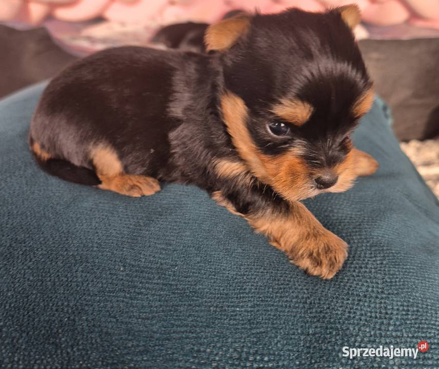 Yorkshire terrier śliczna sunia