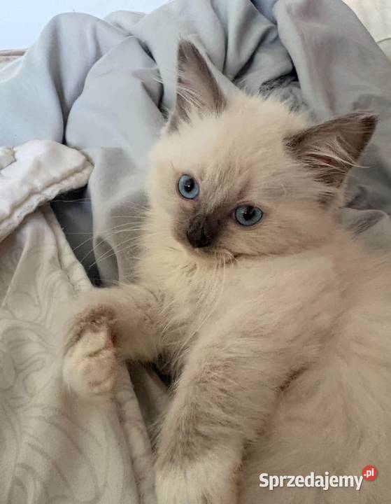 Odchowana dziewczynka Ragdoll nauczona czystości mazowieckie Warszawa