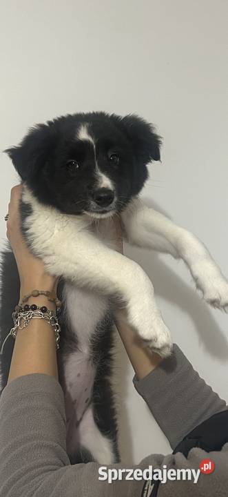 Szczenięta border collie Biała Góra