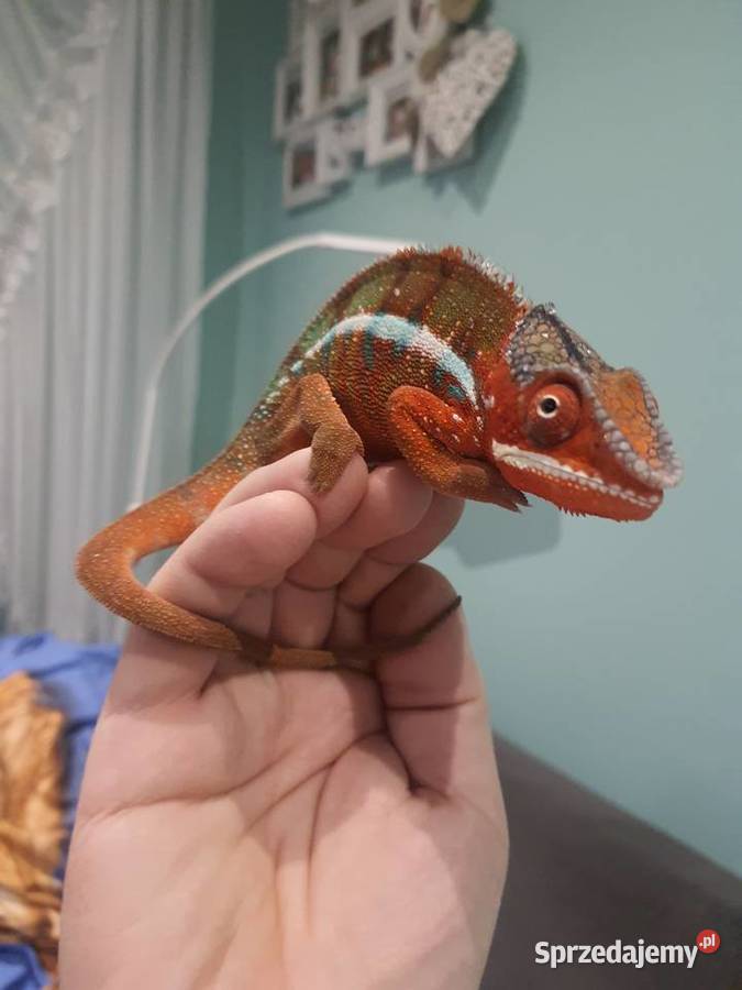 kameleon lamparci ambilobe red bar kujawsko-pomorskie Toruń