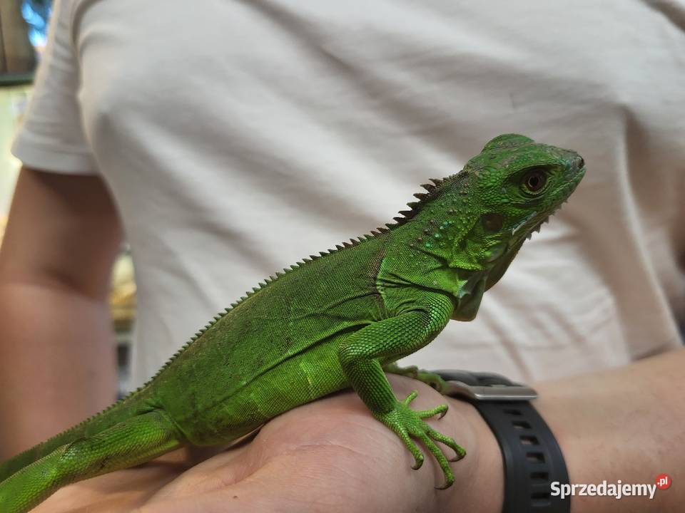 Legwan Igłana Zielona Sklep Zoologiczny Katowice