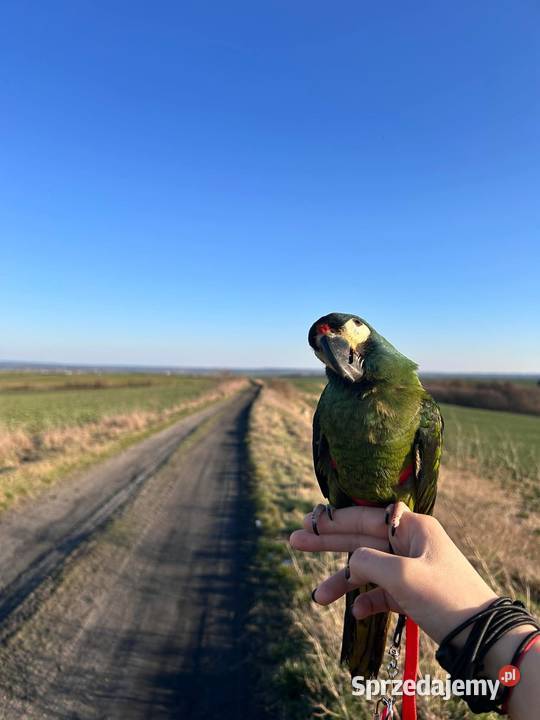 Ara Marakana Samiczka Ptaki Konarzewo