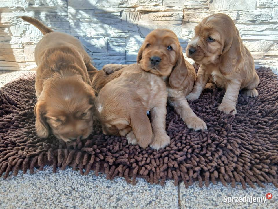 Śliczne Szczenięta Cocker Spaniel Angielski Zwierzęta