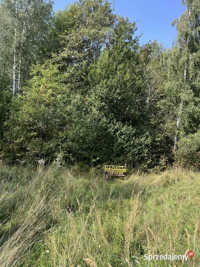 Sprzedam drewno na pniu Skiwy Małe