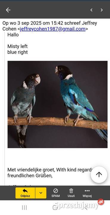 Kragen niebieska samica Opole sprzedam