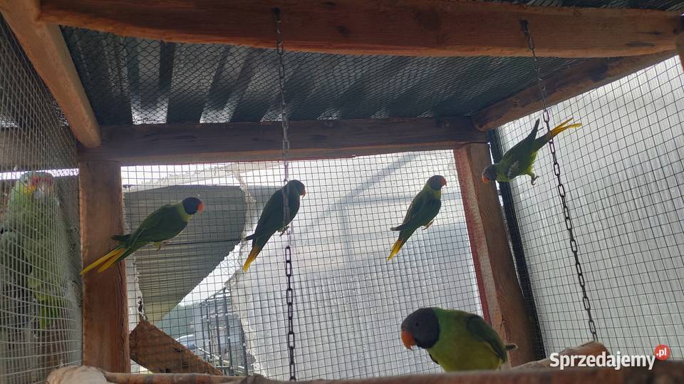 Aleksandretty himalajskie sprzedam