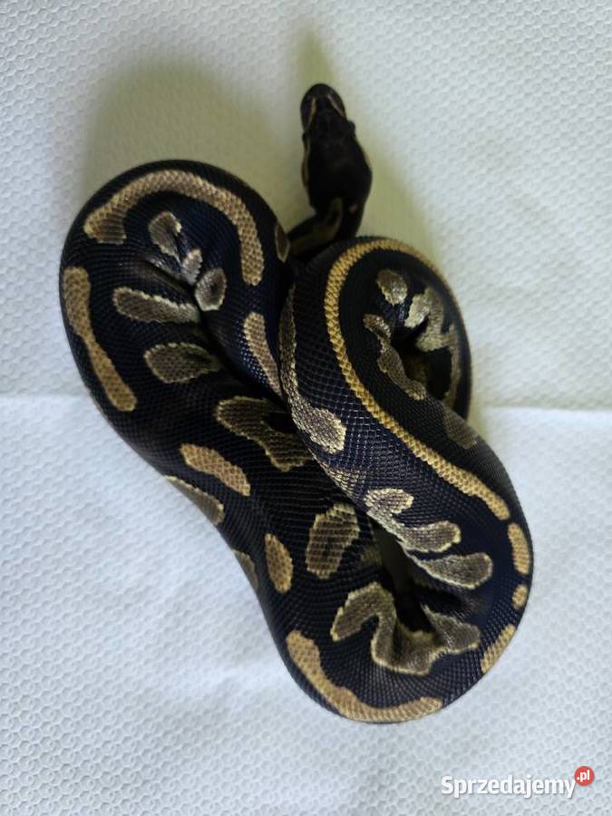 Wąż pyton królewski python regius samica Zwierzęta