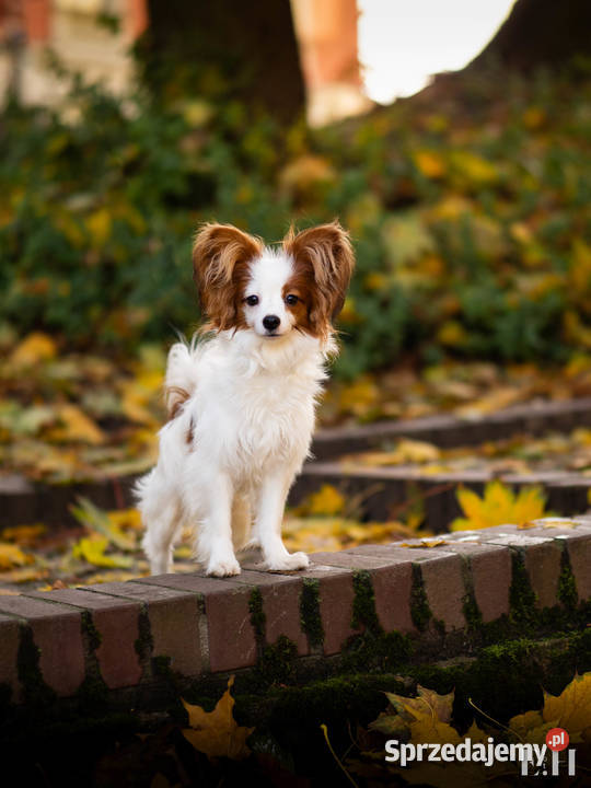 Papillon piesek ZKwP FCI Championach Pozostałe sprzedam