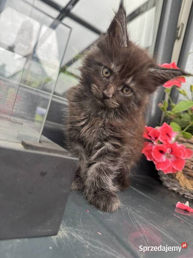 Ares kocurek Maine Coon pomorskie