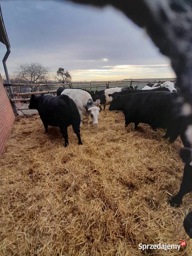 Sprzedam jałówki mięsne