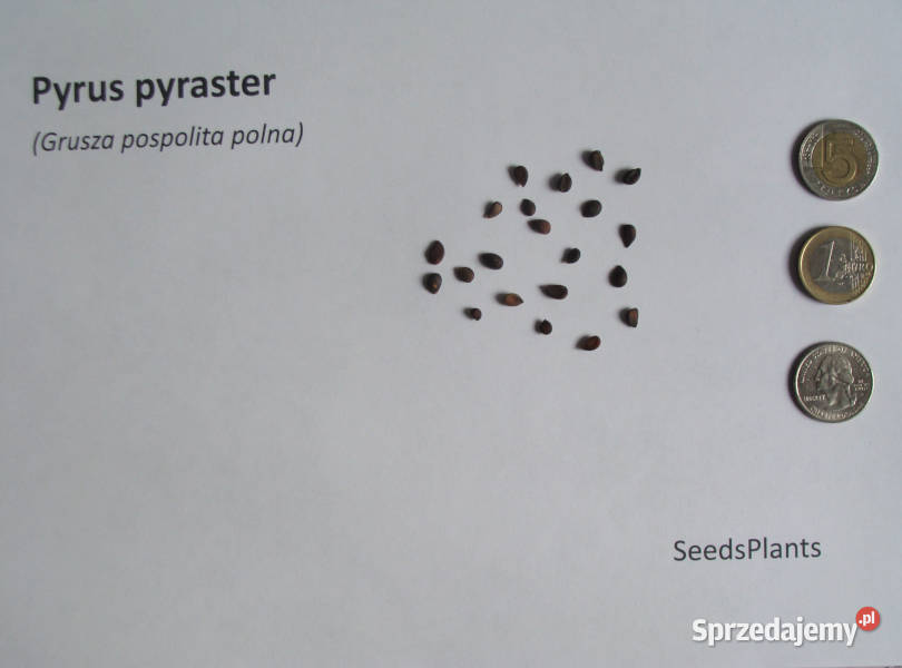 GRUSZA POSPOLITA POLNA Pyrus pyraster NASIONA Lubanie sprzedam