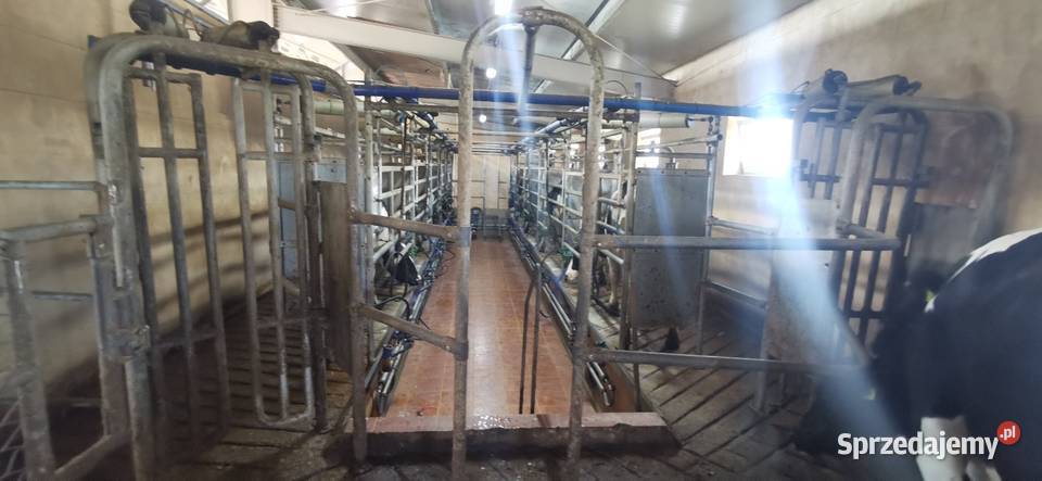 Hala udojowa 2x5 stanowisk Tandem prosta szybki Strzelce Opolskie