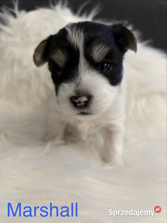 Do Rezerwacji Marshall Yorkshire Terier Biewer wielkopolskie Konin