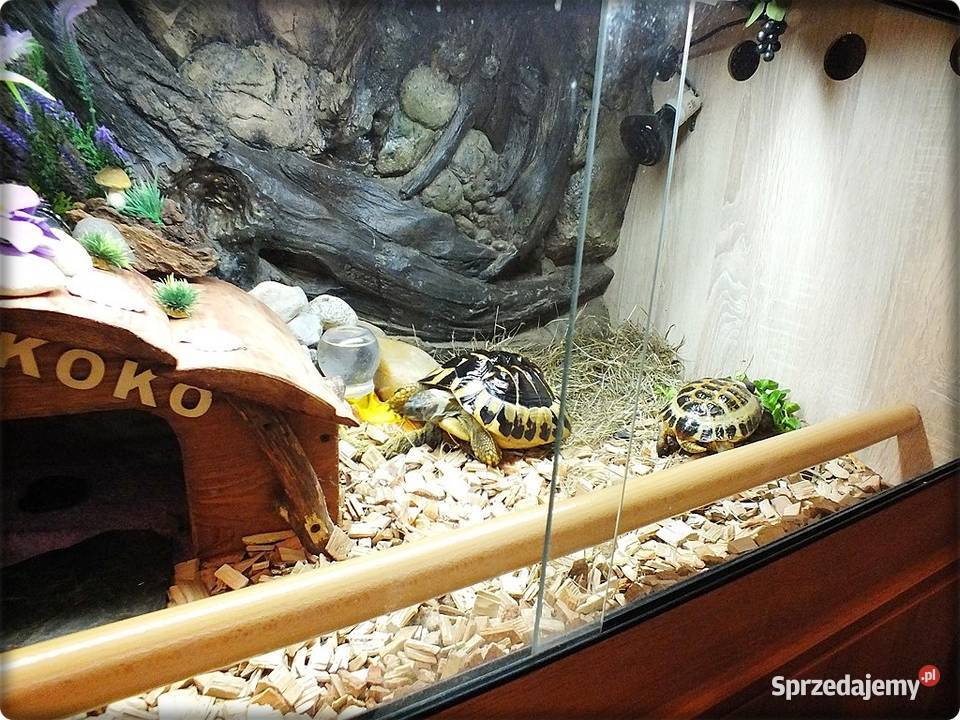 Duże Terrarium z szafką Żółw Grecki i Stepowy z Lubsko