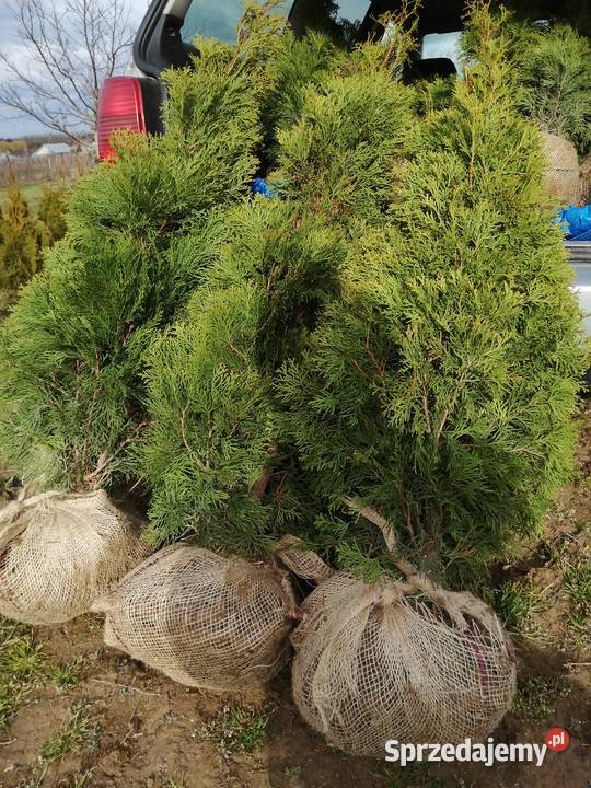 Tuja Smaragd kopana z gruntu prosto producenta Stary Pożóg sprzedam