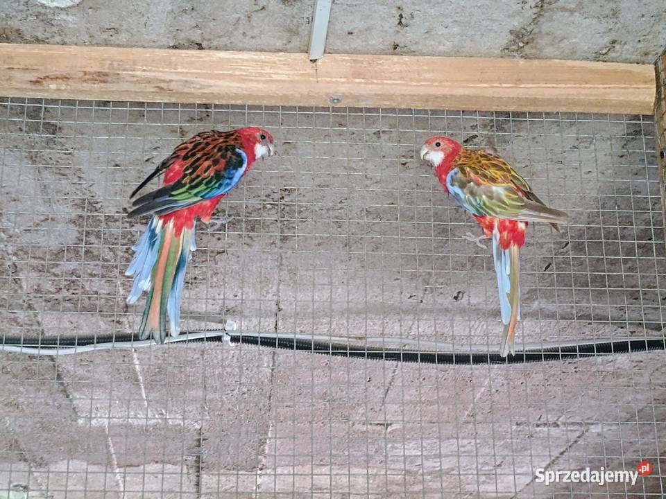 Rozella białolica małopolskie Trąbki