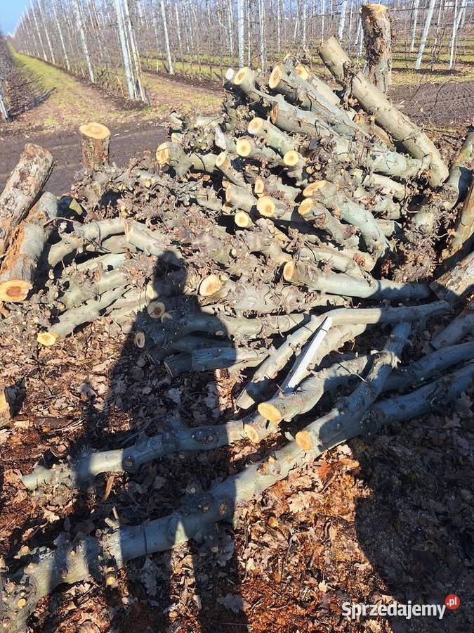 Drewno drzewo opałowe JABŁOŃ DĄB Grójec sprzedam