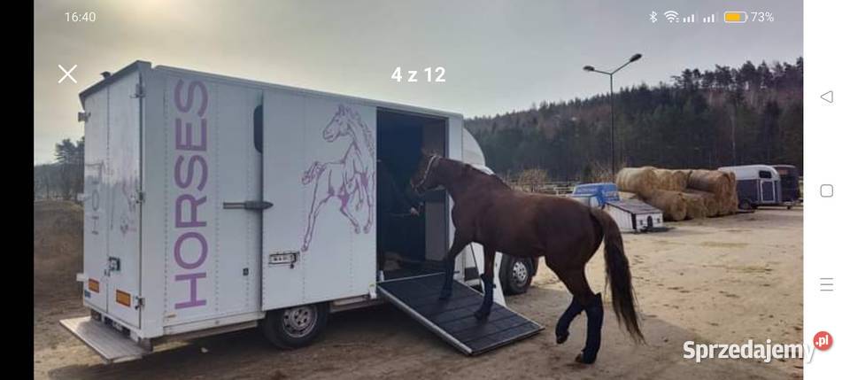 Fiat Ducato Koniowóz Maxi 160 Sopot