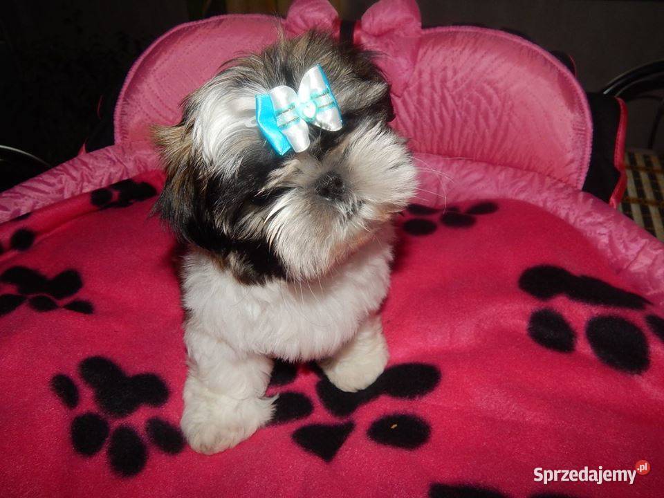 Shih Tzu Cudowne Maluszki Maleńkich Rodzicach Dąbrowa Górnicza