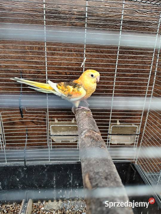 Papugi para Śmigiel