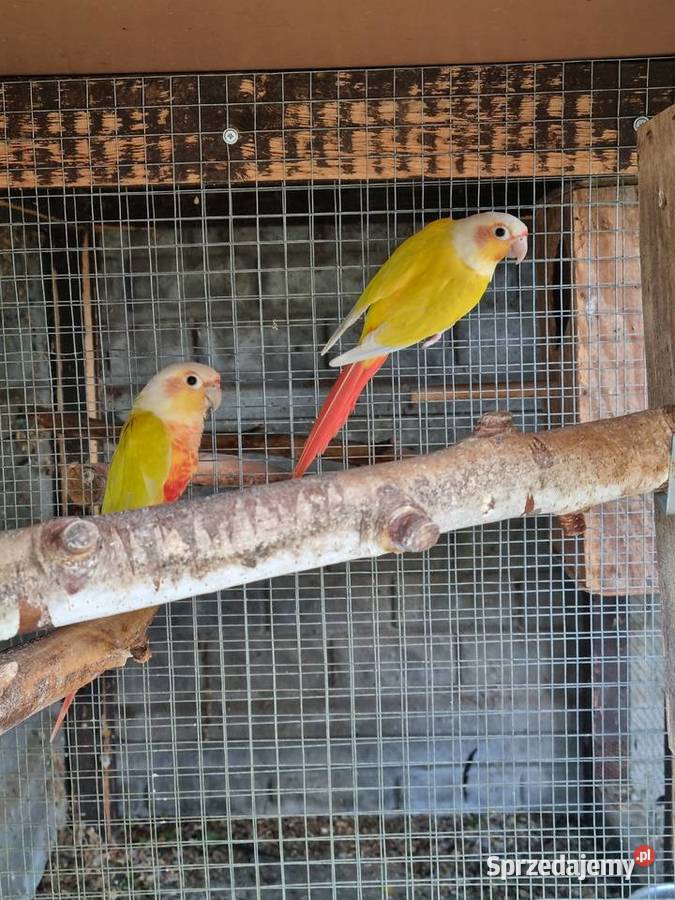 Papugi Rudosterki aleksandretty Odolanów