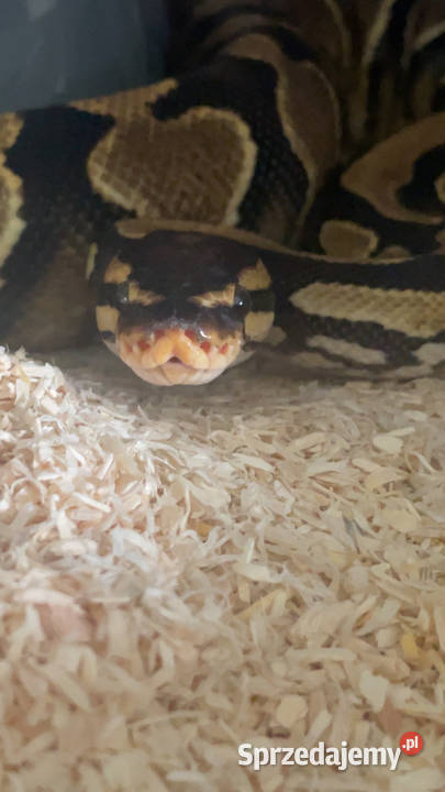 Pyton królewski Dębno