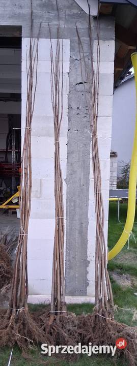 Podkładki do szczepienia klon modrzew katalpa i Puławy