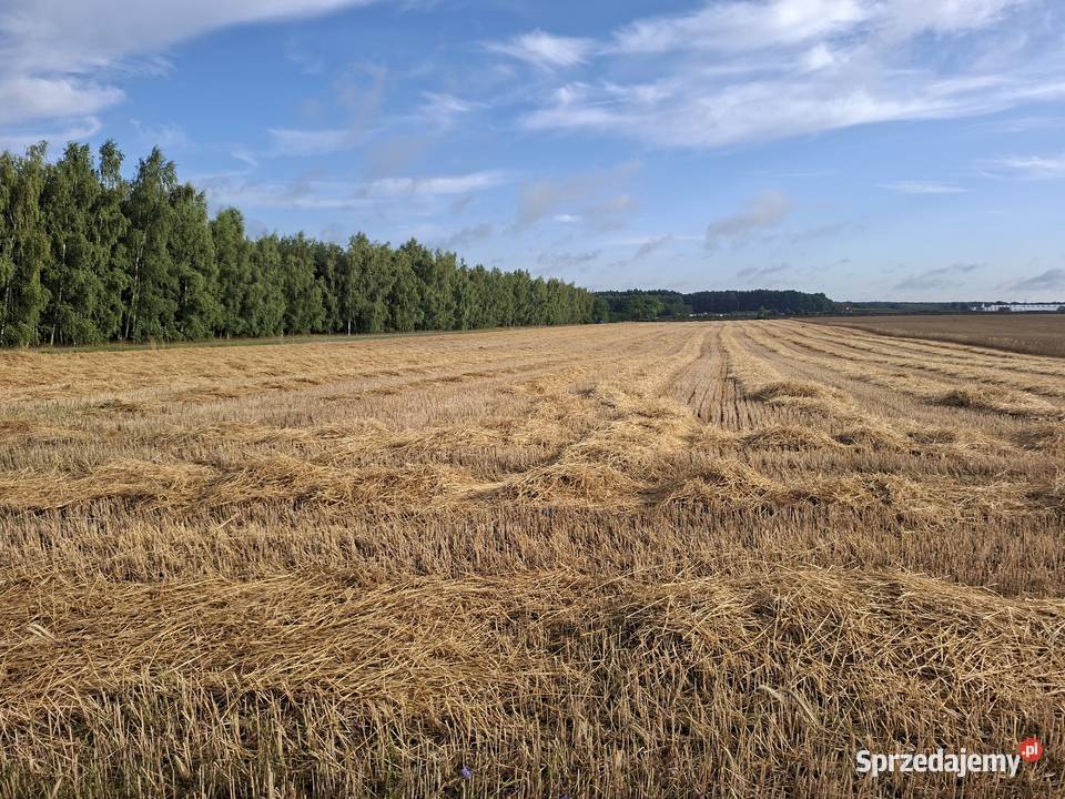 Słomę z pokosu sprzedam sprzedam