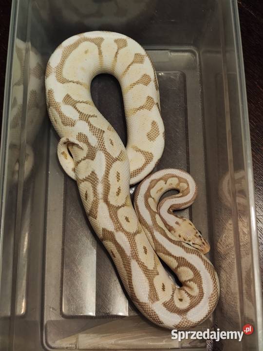 Pyton królewski Samica queen bee yellow belly Łódź