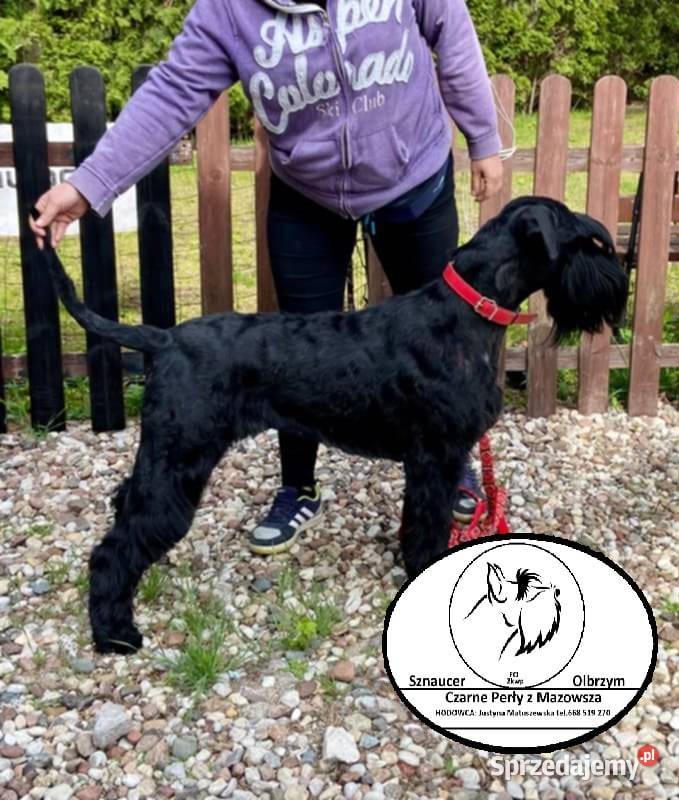 Sznaucer olbrzym szczenięta FCI Rozniszew
